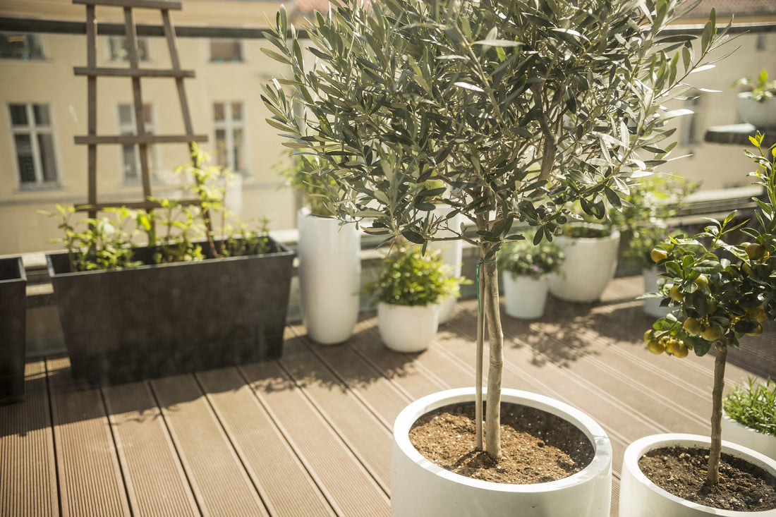 entretien olivier en pot terrasse plantation hivernage
