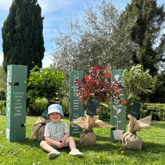 Quels arbres symbolisent la famille et la transmission ? Découvrez les essences qui incarnent les racines, l’héritage et les générations futures.