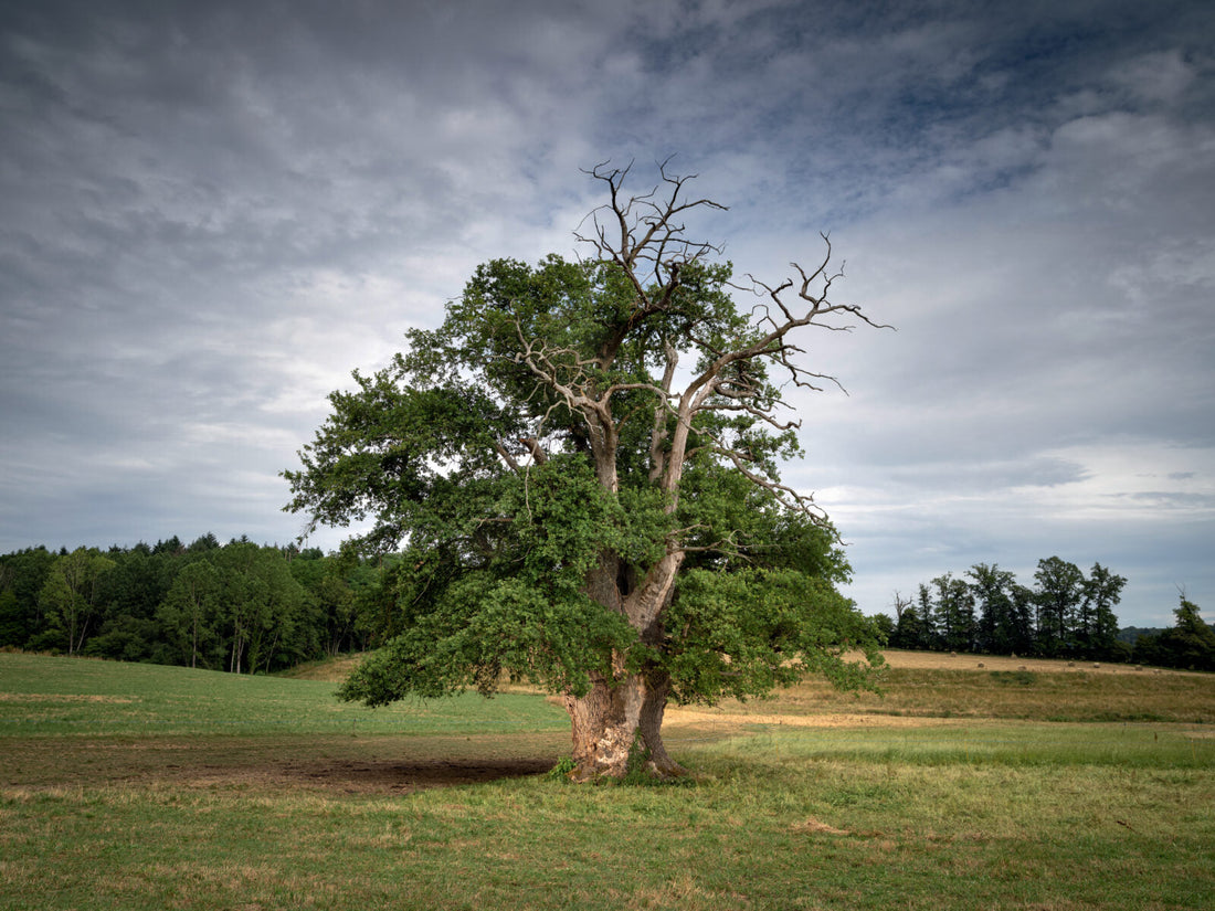 arbre symbolique paysage coucher de soleil chêne olivier pommier signification
