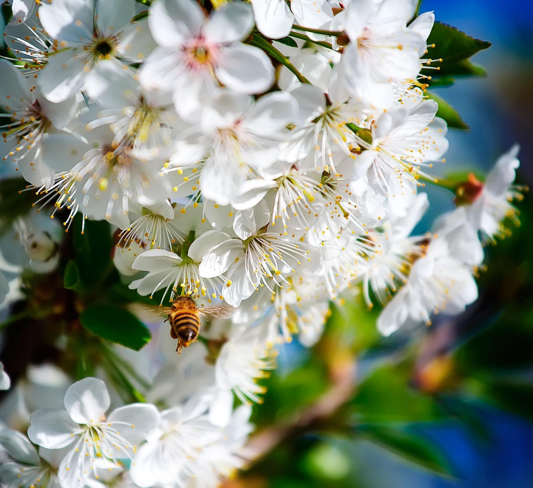 Quel arbre offrir pour la fête des mères ? Le top 5 des arbres symboliques à planter