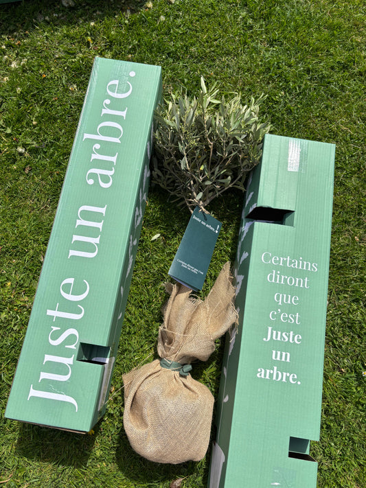 "Olivier planté dans un jardin, symbole de paix et de résilience, cadeau écologique et symbolique"