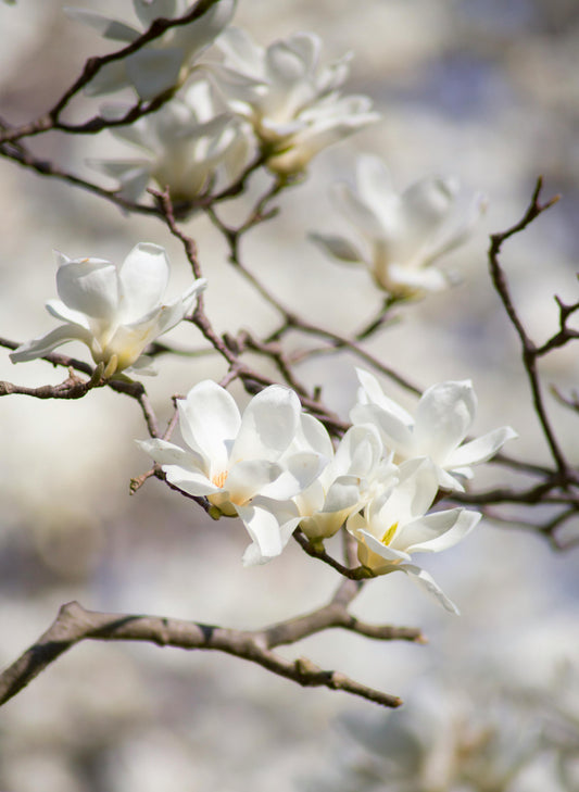 Magnolia Stellata Acheter magnolia Etoilé en cadeau