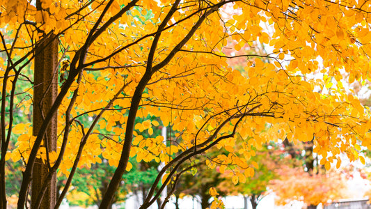 arbre-feuille-jaune