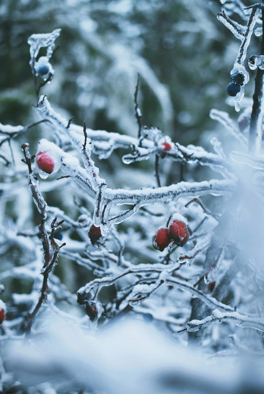Plantation d’un arbre en hiver, en pleine terre avec paillage protecteur