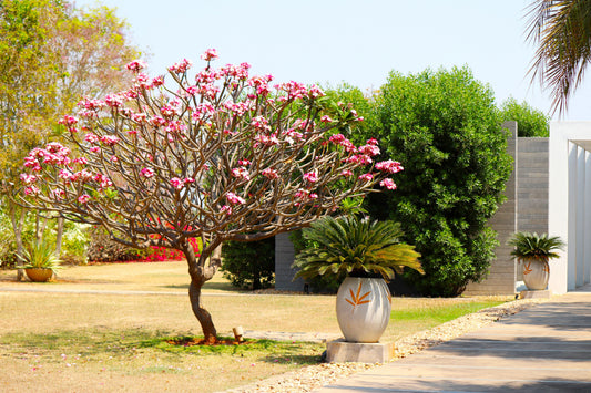 arbre-en-pot-installation