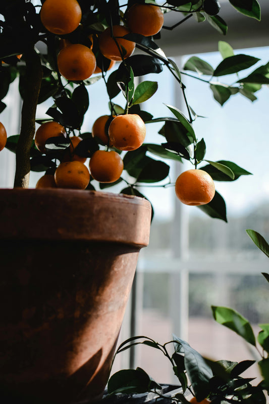 Arbre en pot protégé du gel avec isolation naturelle pour l’hiver