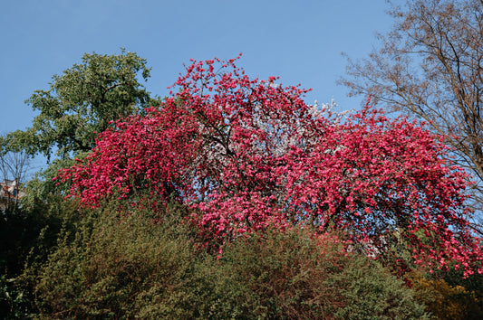 arbre-feuille-idées-cadeaux