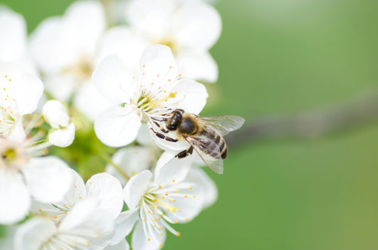 Arbre symbolique planté pour soutenir les pollinisateurs et la biodiversité locale
