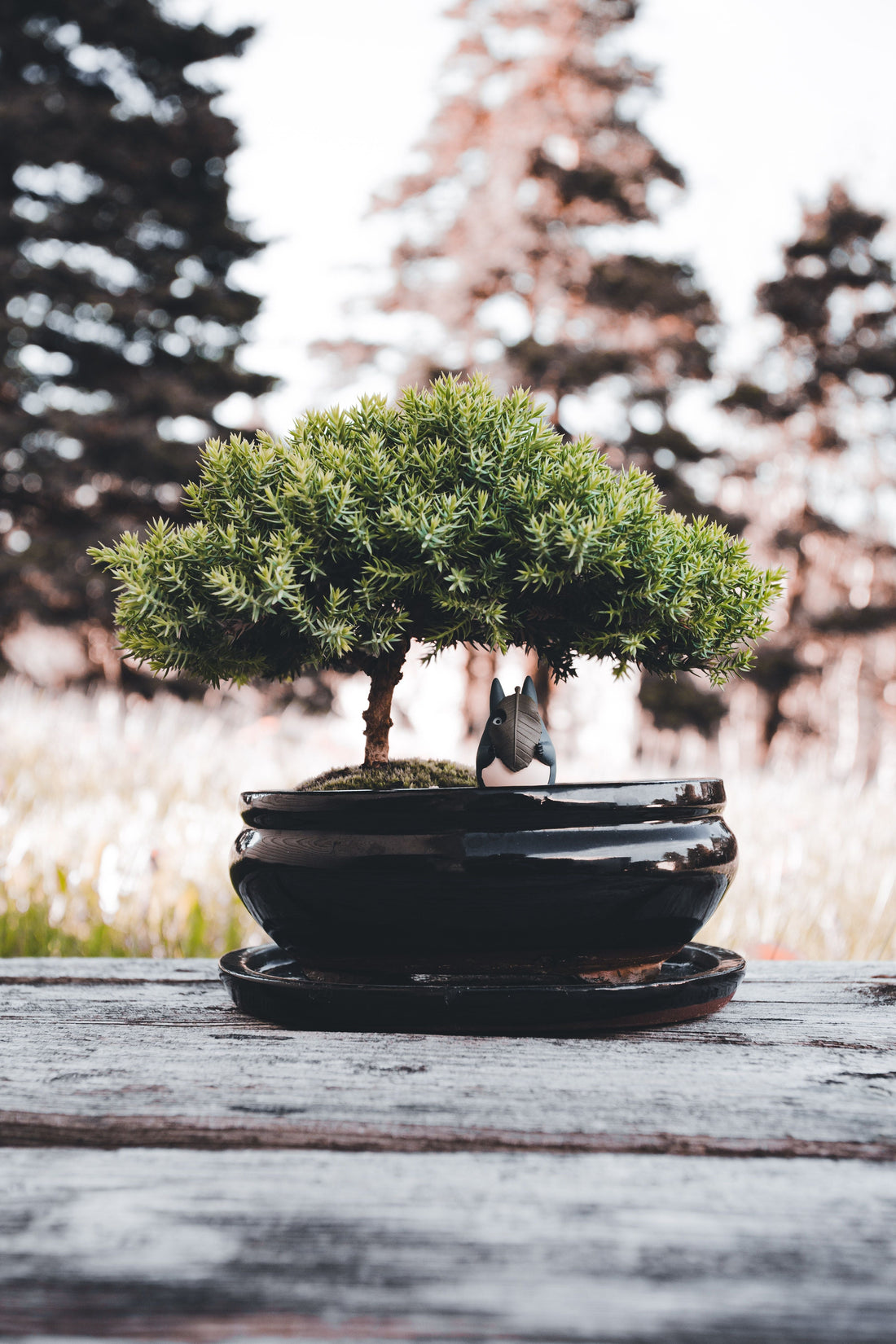 arbre-en-pot