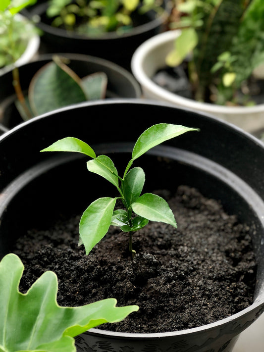 terreau-arbre-en-pot