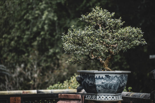 entretien-arbre-en-pot