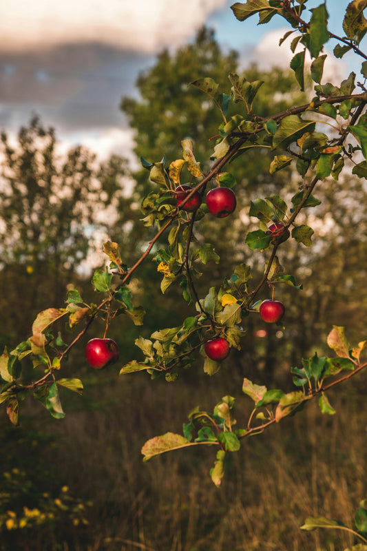 Schéma de la taille des arbres selon les saisons, mois par mois