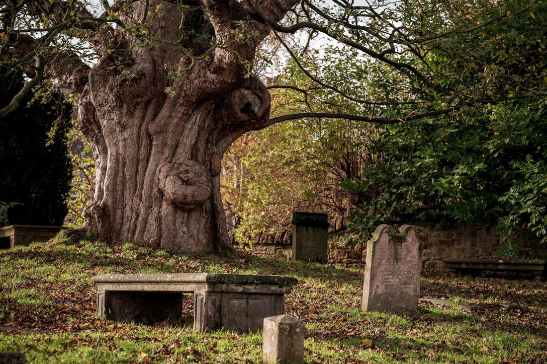 arbre planté en mémoire d’un défunt comme cadeau deuil symbolique