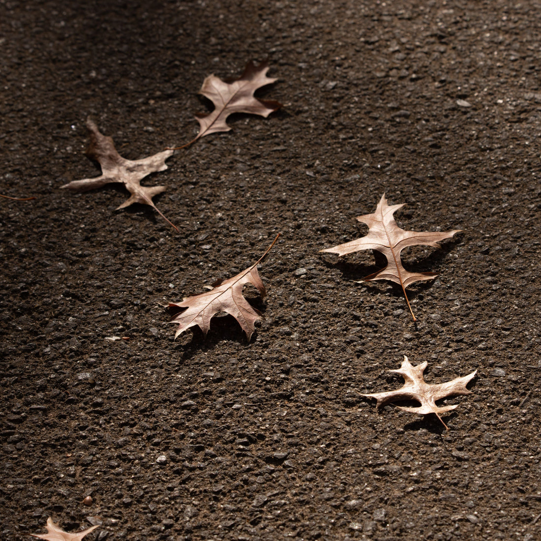 feuille-morte-juste-un-arbre