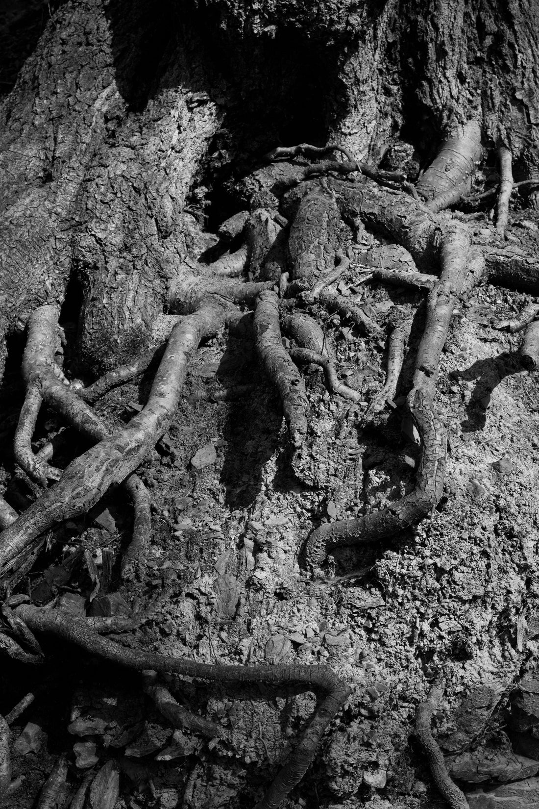 racine-arbre