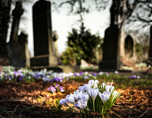 Arbre de mémoire dans un cimetière, un hommage vivant en alternative aux fleurs d’enterrement – Cadeau de condoléances durable et symbolique