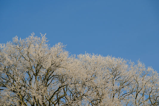 arbre-de-vie-idées-cadeaux