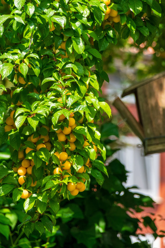 arbres-fruitiers-idées-cadeaux