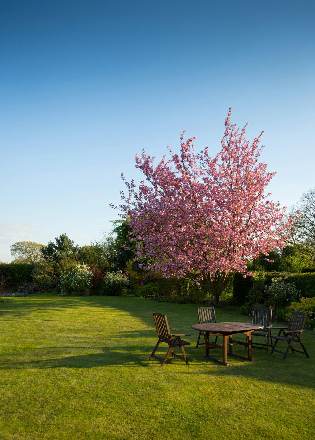 Arbre symbolique planté pour un moment de vie, illustrant la naissance, l’amour, le deuil ou le renouveau à travers une essence choisie