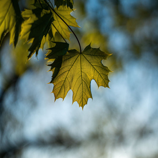 juste-un-arbre-page-feuille