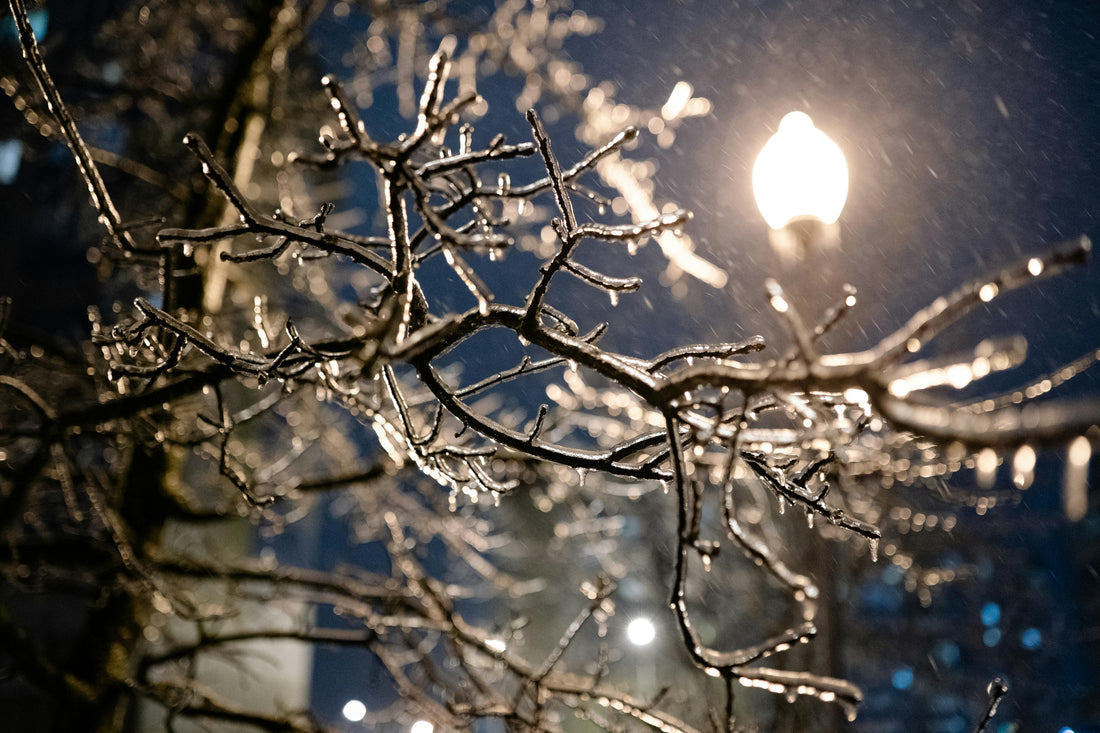 Protection hivernale d’un jeune arbre avec paillage et voile d’hivernage pour prévenir les effets du gel en hiver
