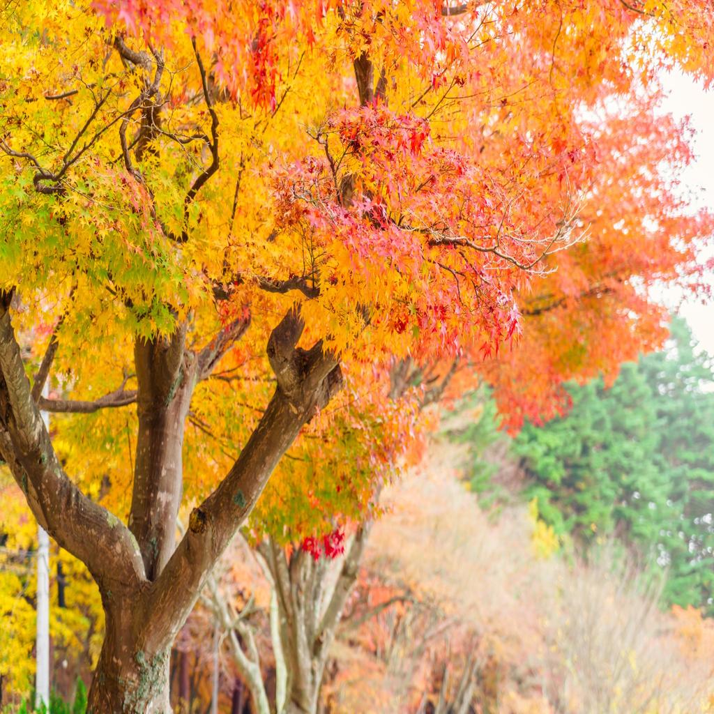 Jardin automne feuilles erable jardin coloré