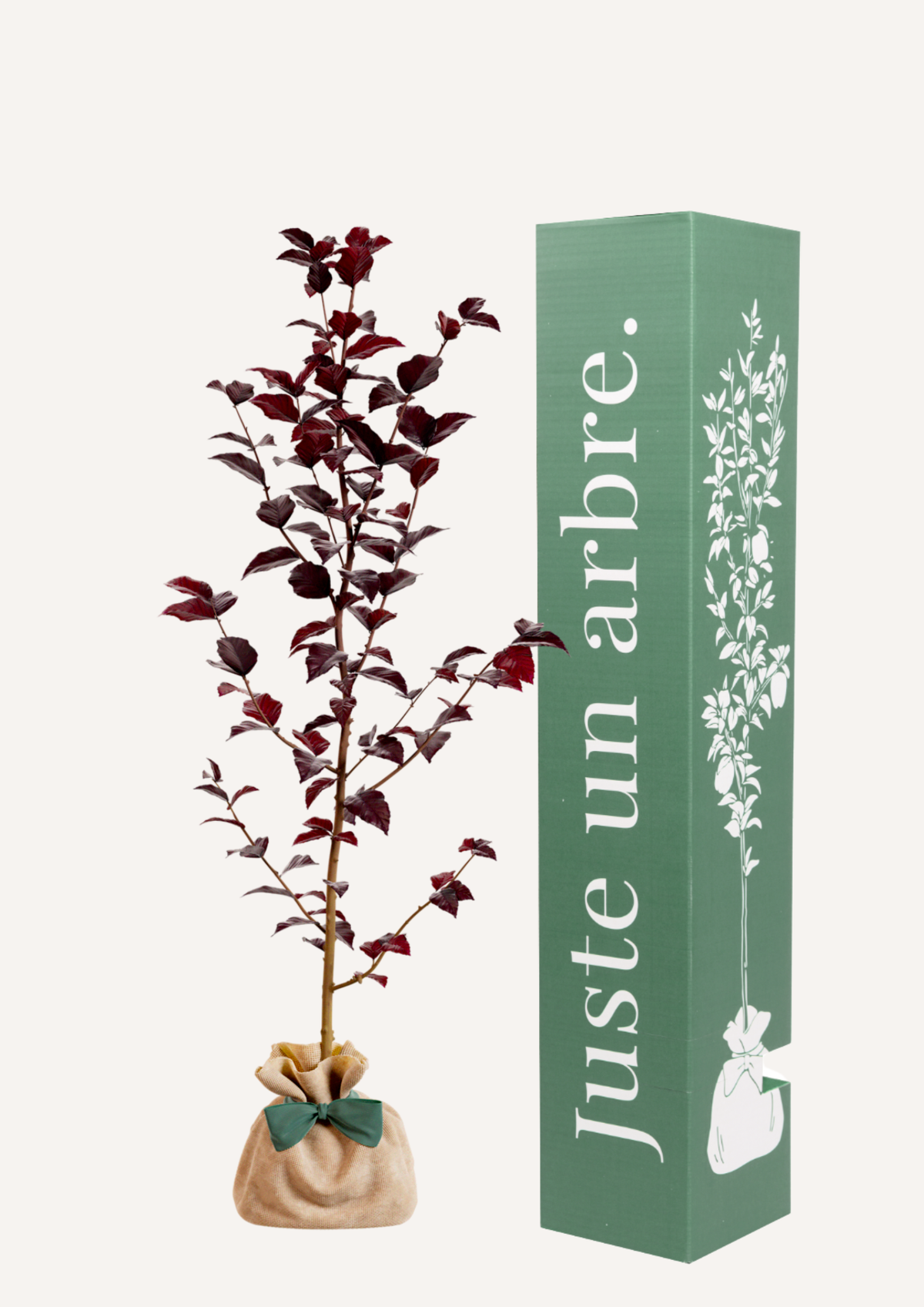 Hêtre pourpre en pot – idée cadeau symbolique au feuillage profond et élégant