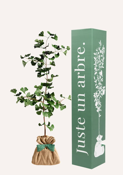 Pflegeanleitung: Ginkgo biloba