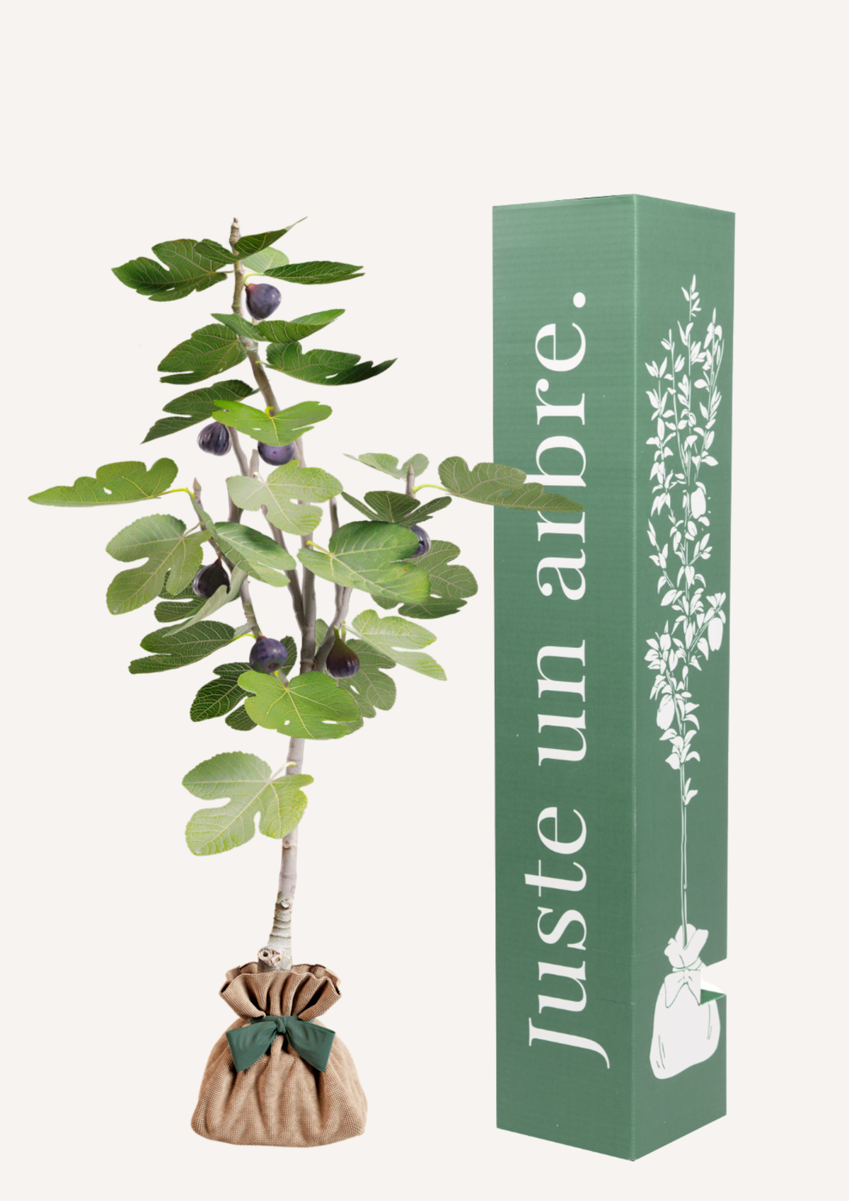 Offrir un figuier – un arbre à la place des fleurs qui grandit avec le temps