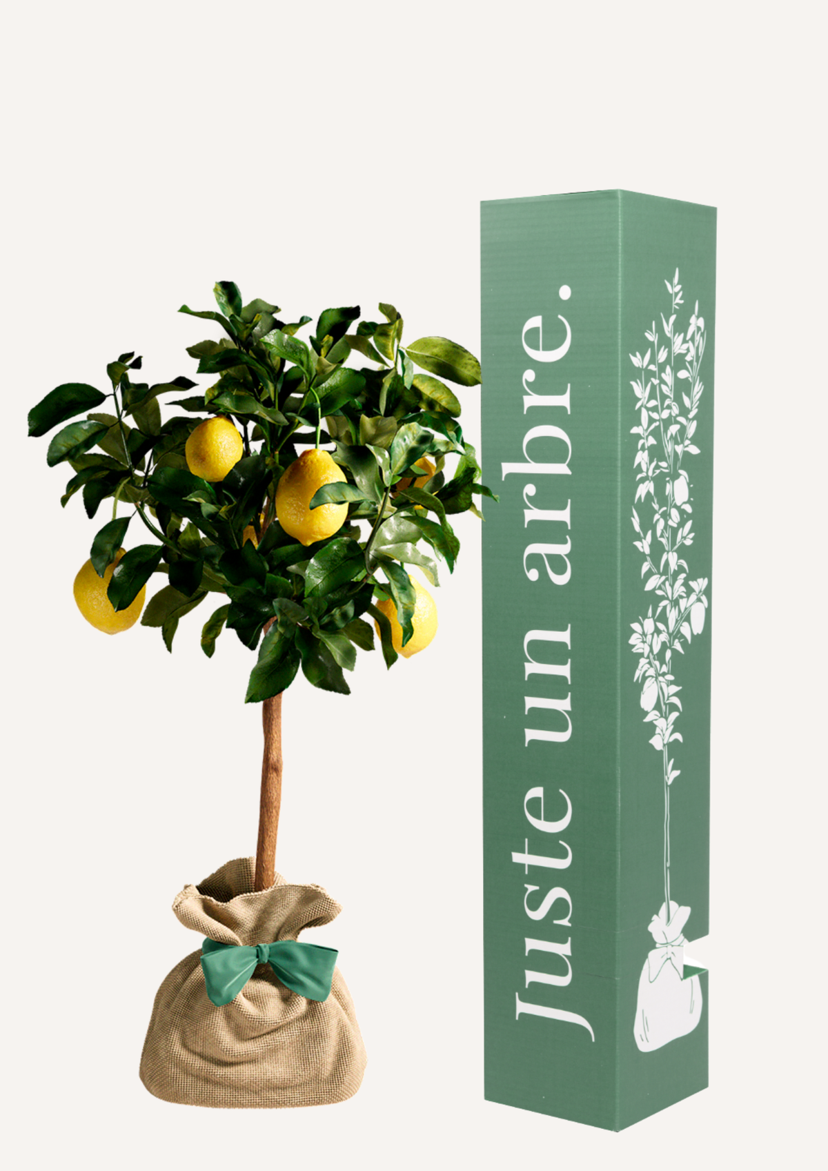 Citronnier en pot – idée cadeau symbolique arbre fruitier à offrir