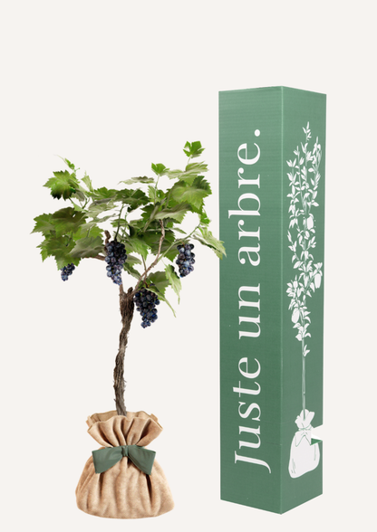 Vigne "Muscat de Hambourg"