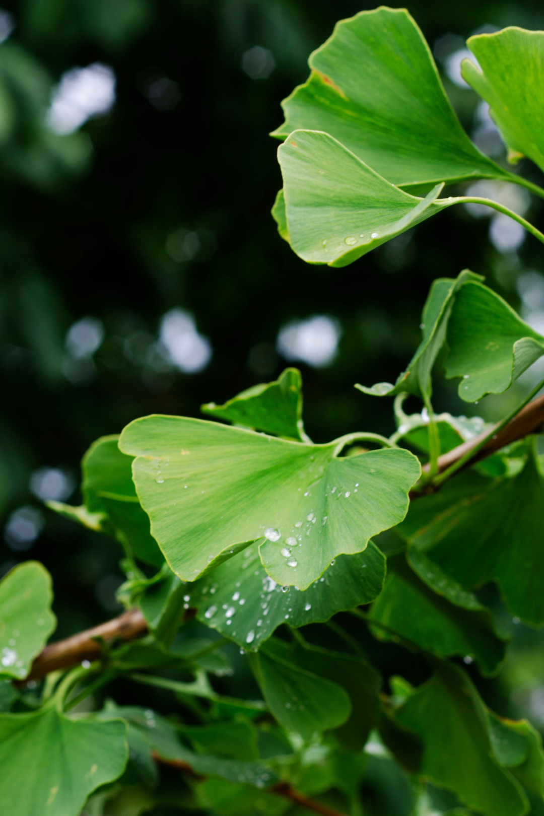 Pflegeanleitung: Ginkgo biloba